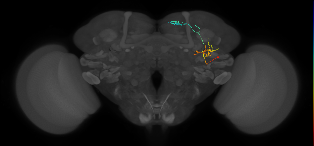 SMP578_R (FlyEM-HB:674781866)