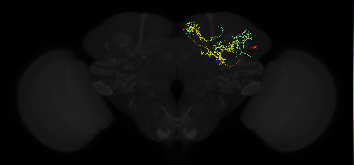 adult superior medial protocerebrum neuron 579
