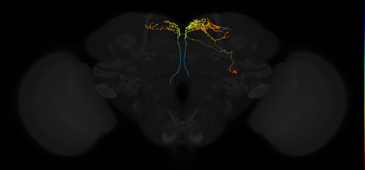 adult superior medial protocerebrum neuron 582
