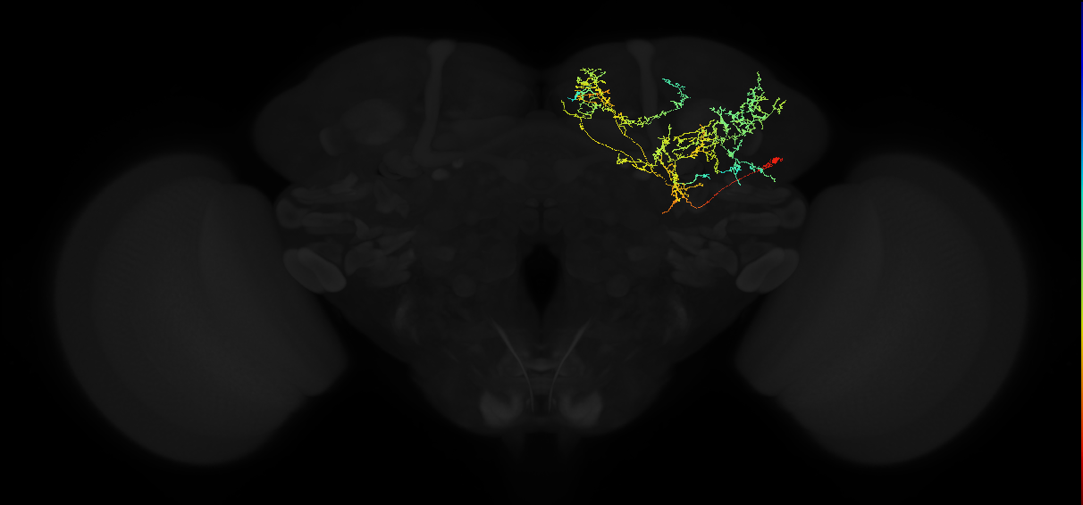 adult superior medial protocerebrum neuron 583