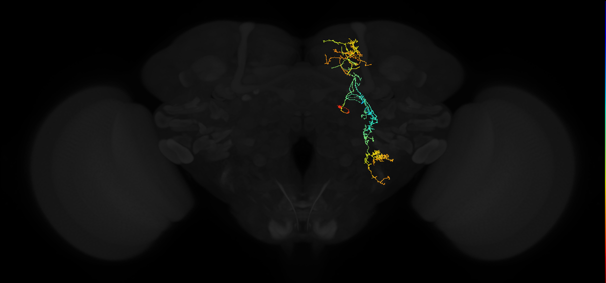 adult superior medial protocerebrum neuron 584