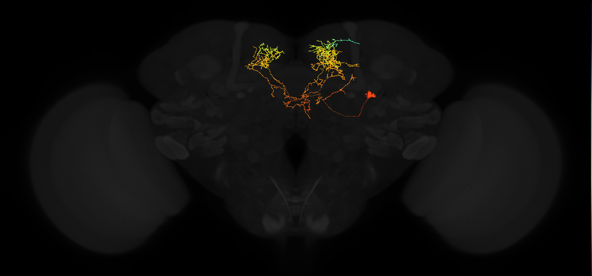 adult superior medial protocerebrum neuron 587