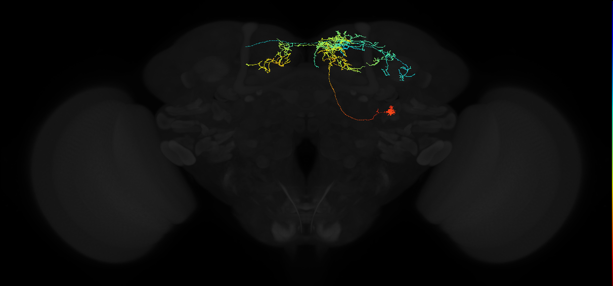 adult superior medial protocerebrum neuron 588