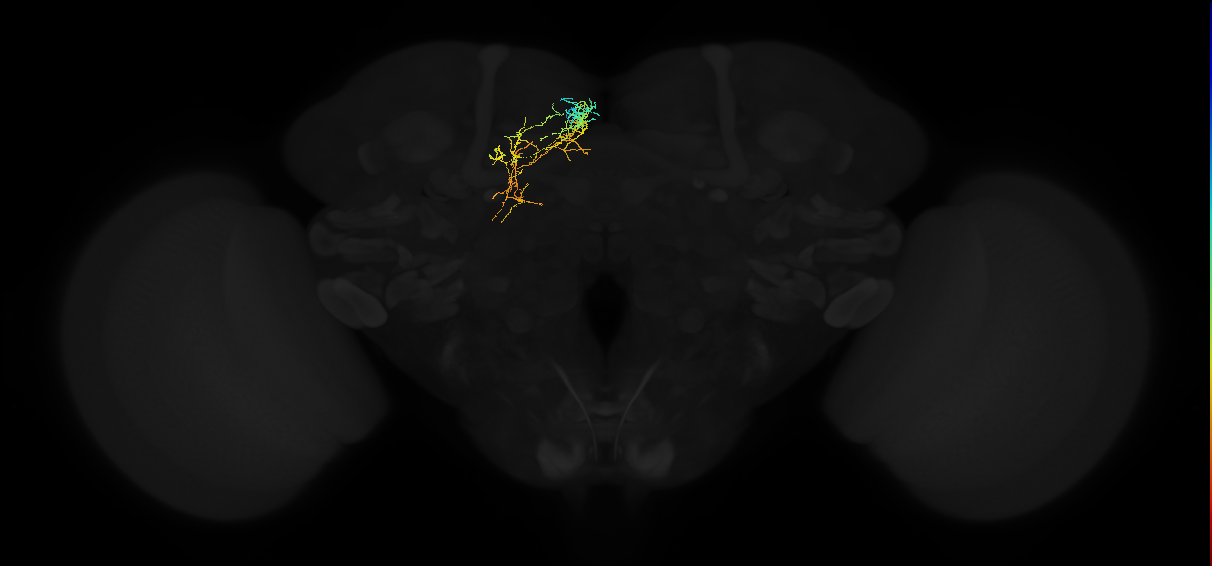 adult superior medial protocerebrum neuron 594