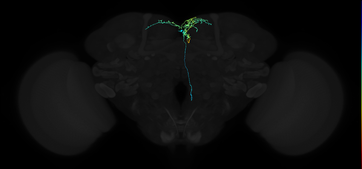 adult superior medial protocerebrum neuron 602