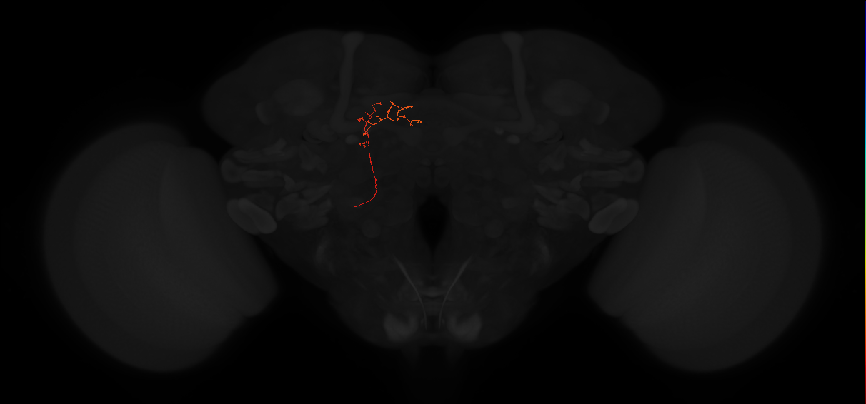 adult superior posterior slope-protocerebral bridge neuron