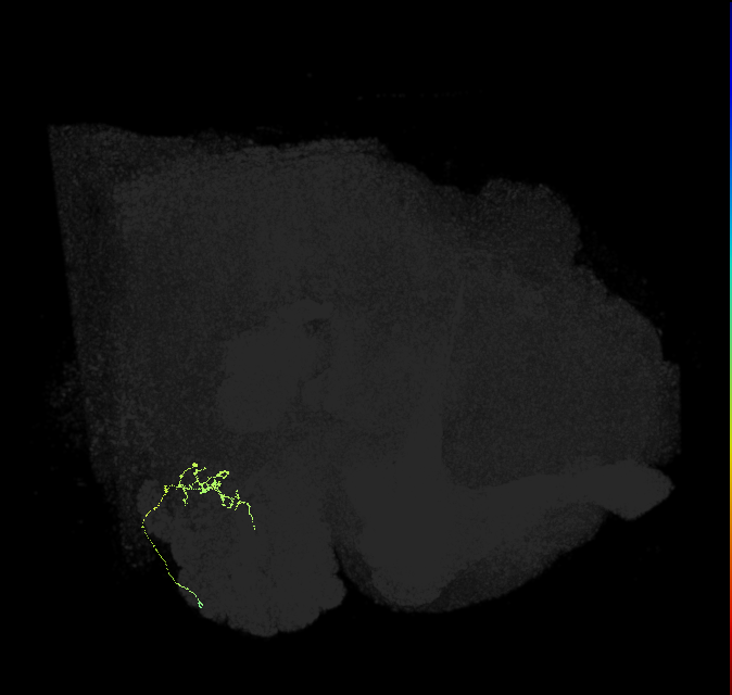 TRN_VP1m_R (FlyEM-HB:1979263232)