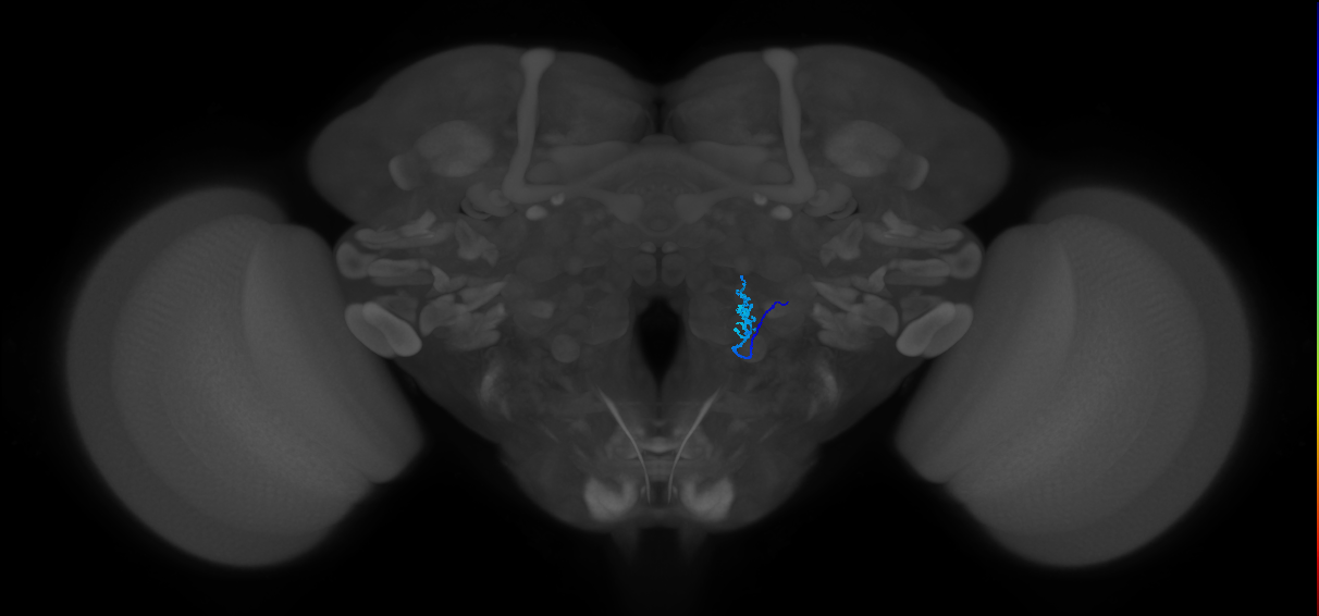 TRN_VP1m_R (FlyEM-HB:1979263232)