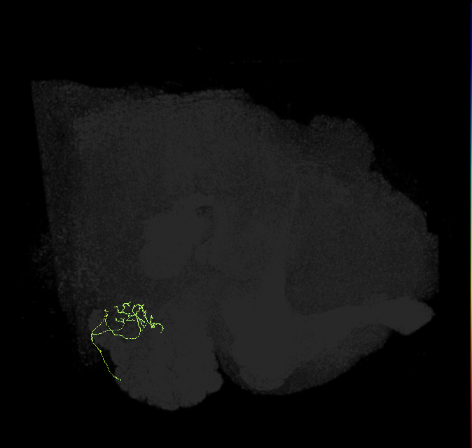 TRN_VP1m_R (FlyEM-HB:2009274855)