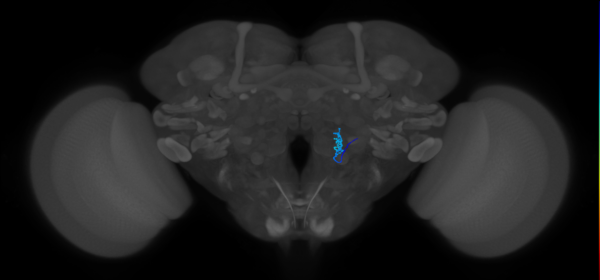 TRN_VP1m_R (FlyEM-HB:2009611617)