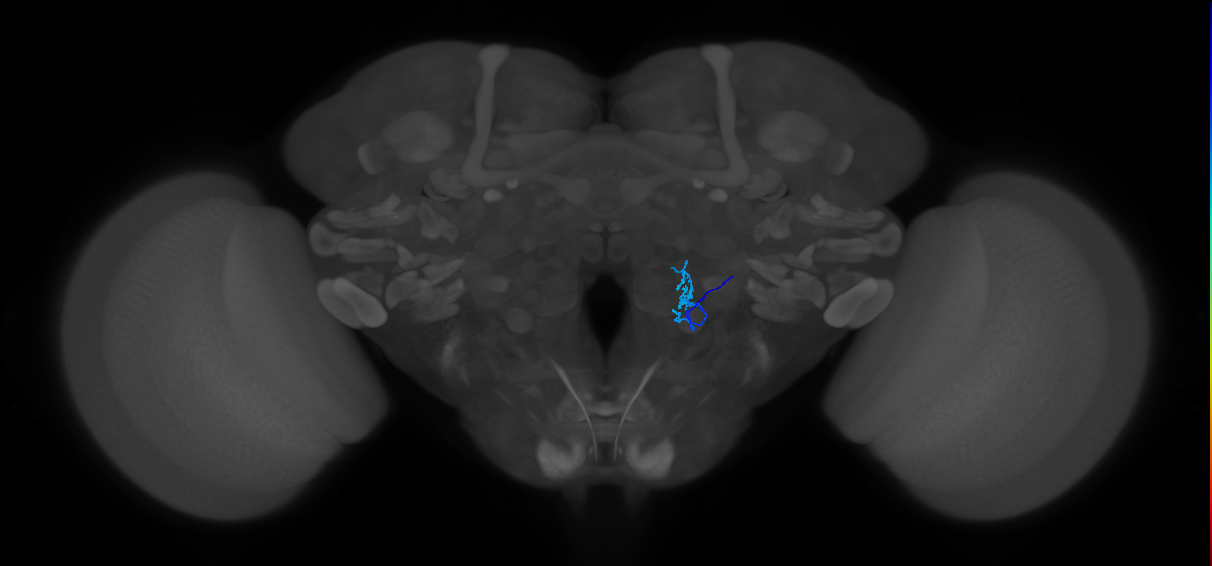 TRN_VP1m_R (FlyEM-HB:2009611976)