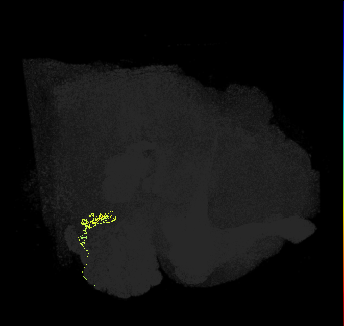 TRN_VP2_R (FlyEM-HB:5813024340)