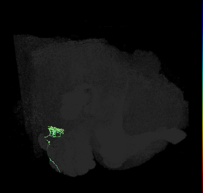 TRN_VP3_R (FlyEM-HB:2132037566)