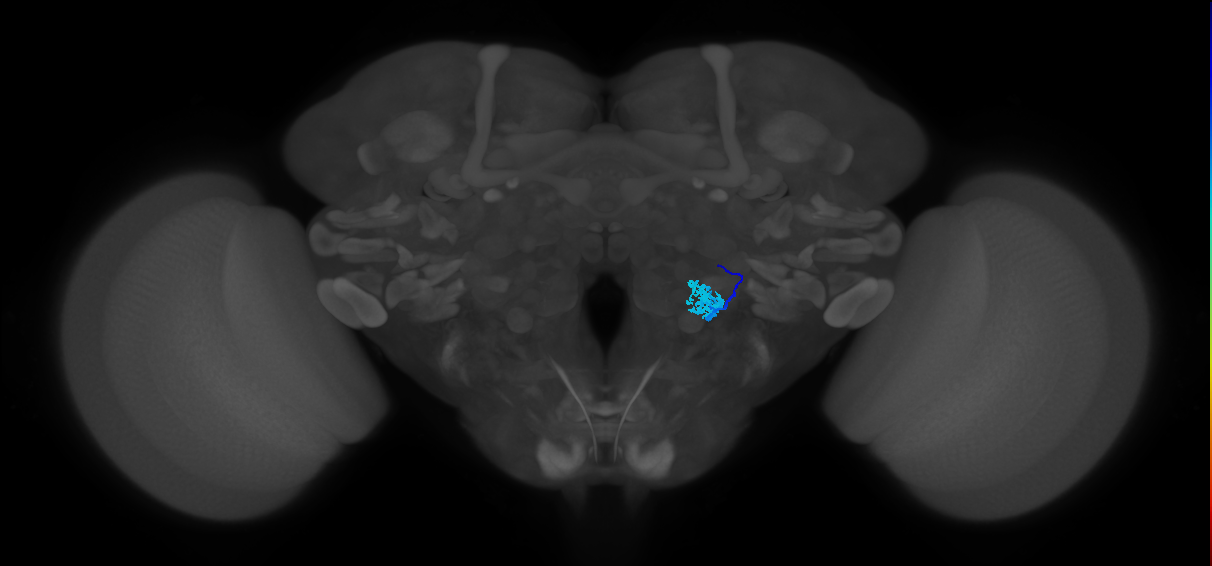 TRN_VP3_R (FlyEM-HB:2132037566)