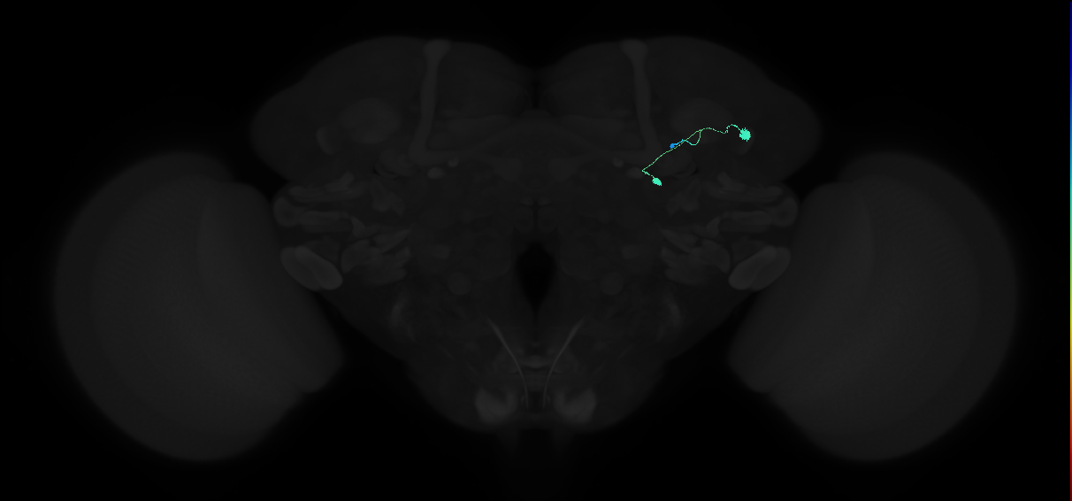 adult tubercle-bulb neuron