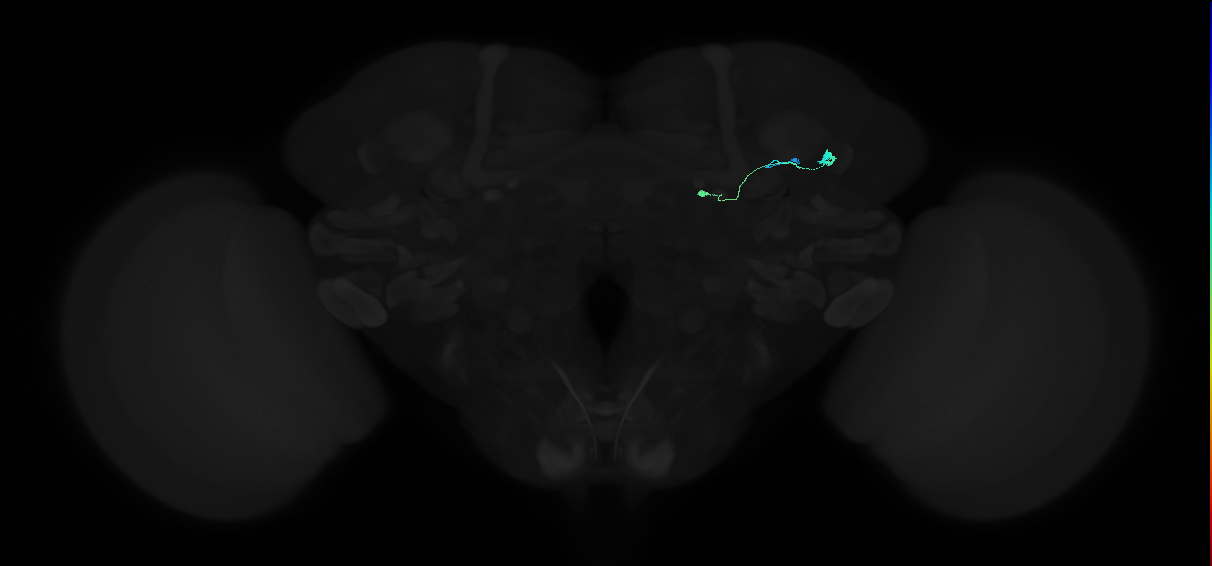 adult tubercle-bulb neuron 02