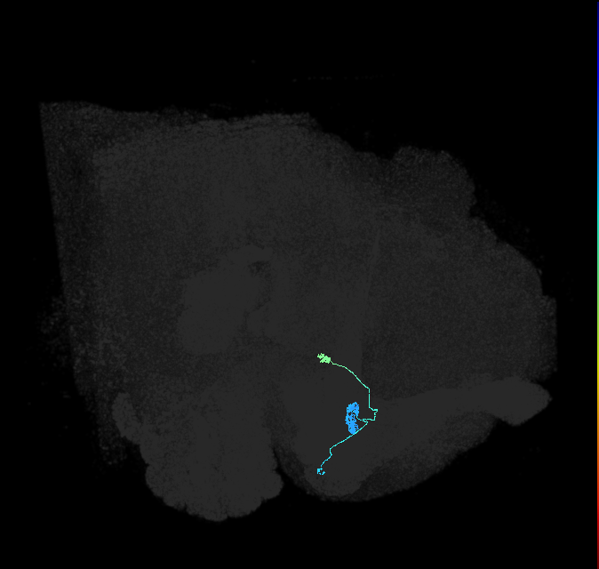 TuBu03_IBU_R (FlyEM-HB:1140240894)