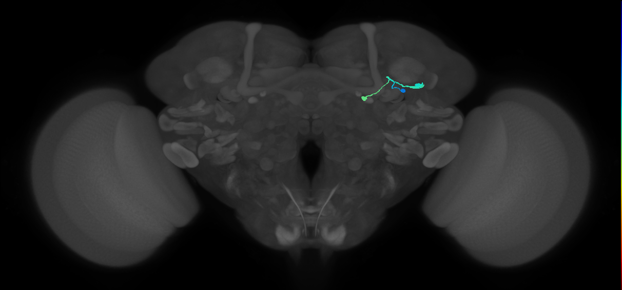 TuBu03_IBU_R (FlyEM-HB:1140240894)