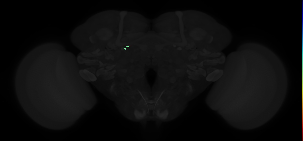 adult tubercle-bulb neuron 03