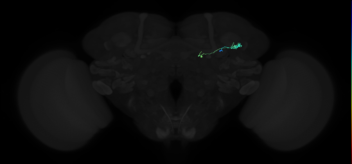 adult tubercle-inferior bulb neuron