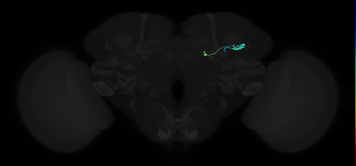 adult tubercle-inferior bulb neuron