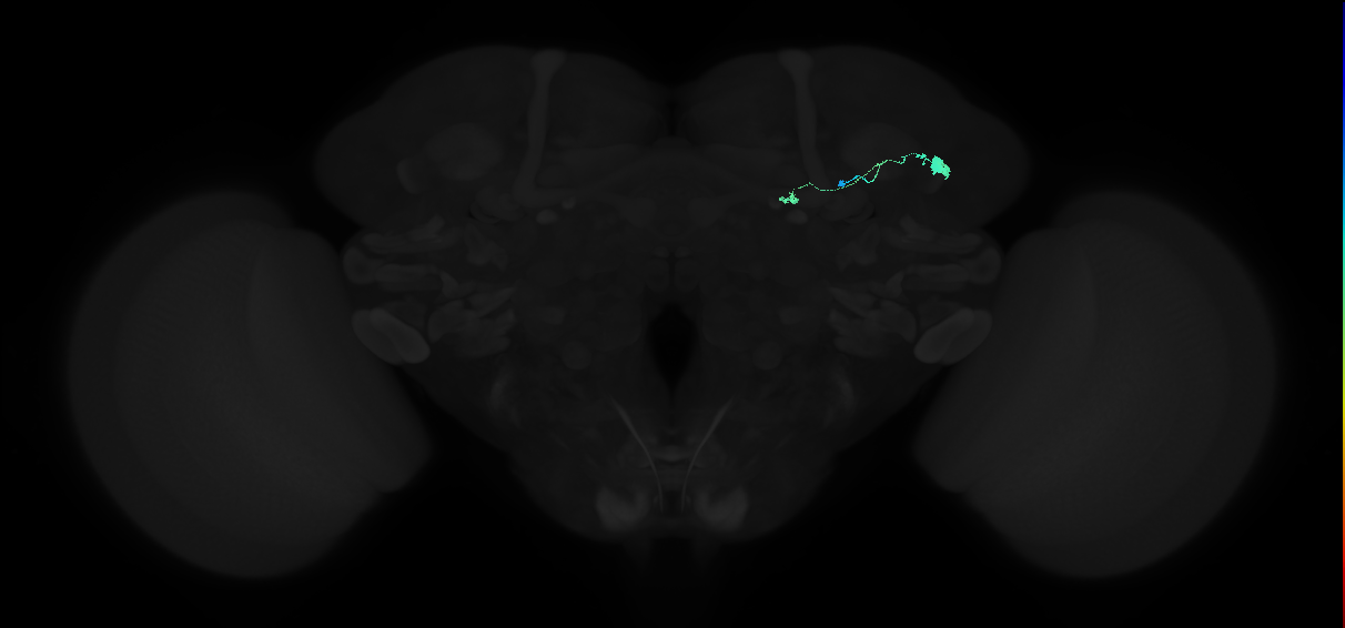 adult tubercle-bulb neuron 06