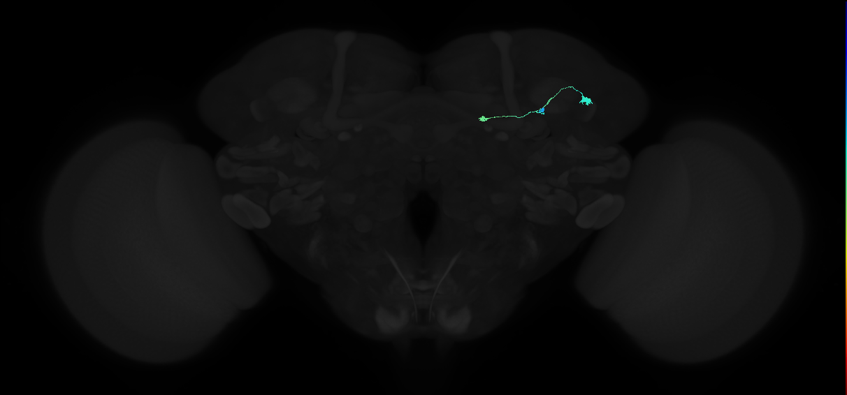 adult tubercle-bulb neuron 07