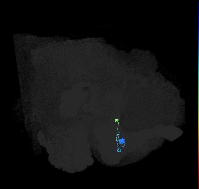 TuBu07_SBU_R (FlyEM-HB:1140862679)