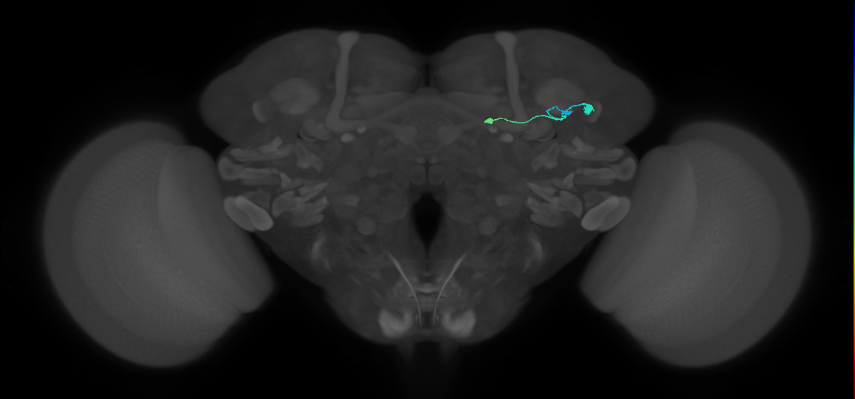 TuBu07_SBU_R (FlyEM-HB:1140862679)