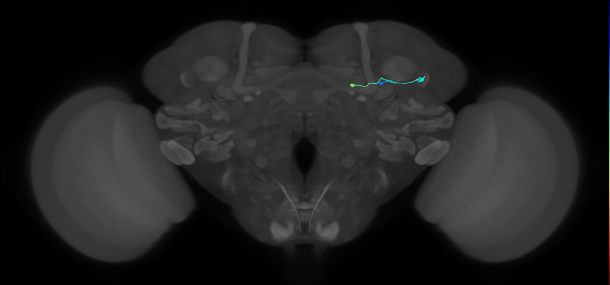 TuBu09_SBU_R (FlyEM-HB:1171613286)