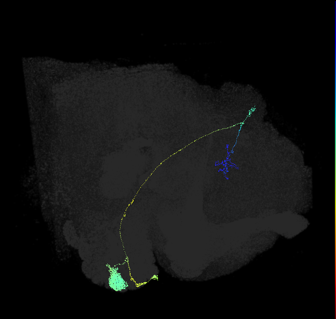 adult antennal lobe projection neuron VA1d adPN