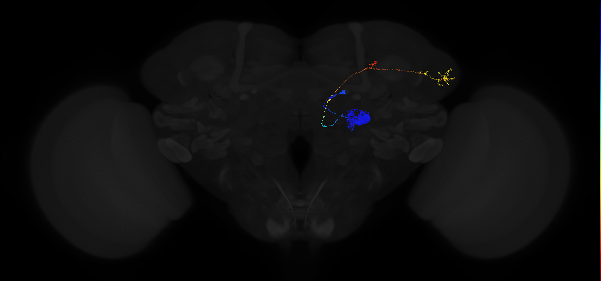 adult antennal lobe projection neuron VA1d adPN