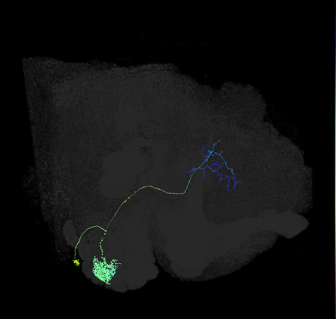 adult antennal lobe projection neuron VA1v vPN