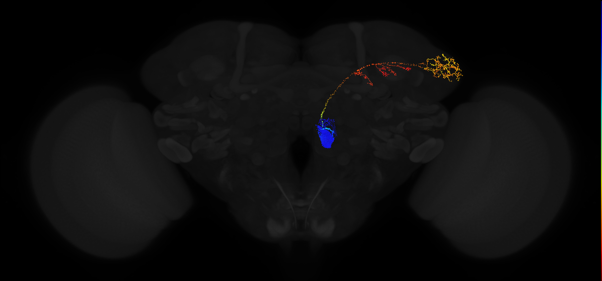 adult antennal lobe projection neuron VA2 adPN
