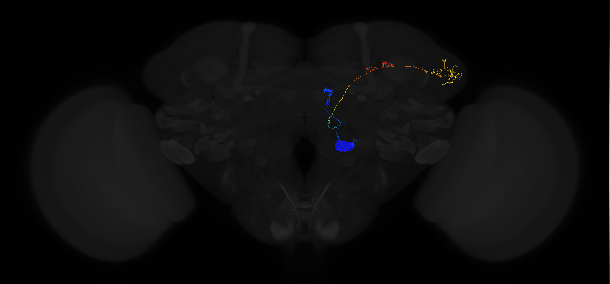 adult antennal lobe projection neuron VA3 adPN