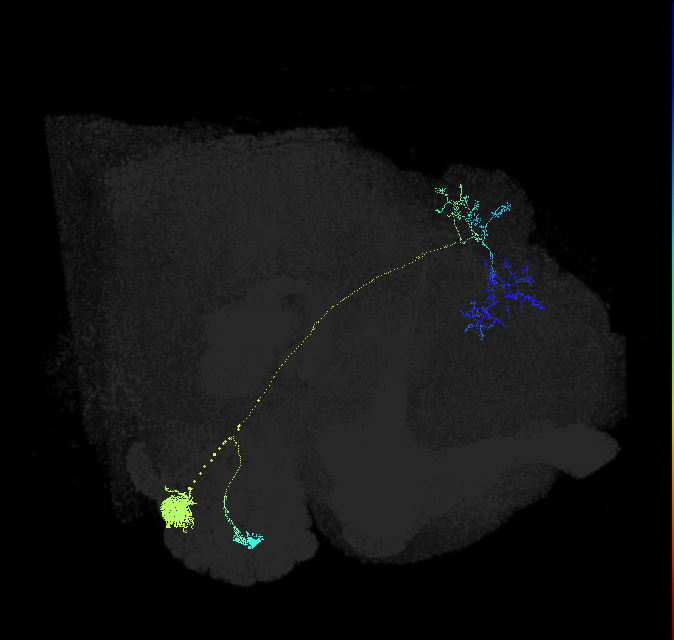 adult antennal lobe projection neuron VA4 lPN