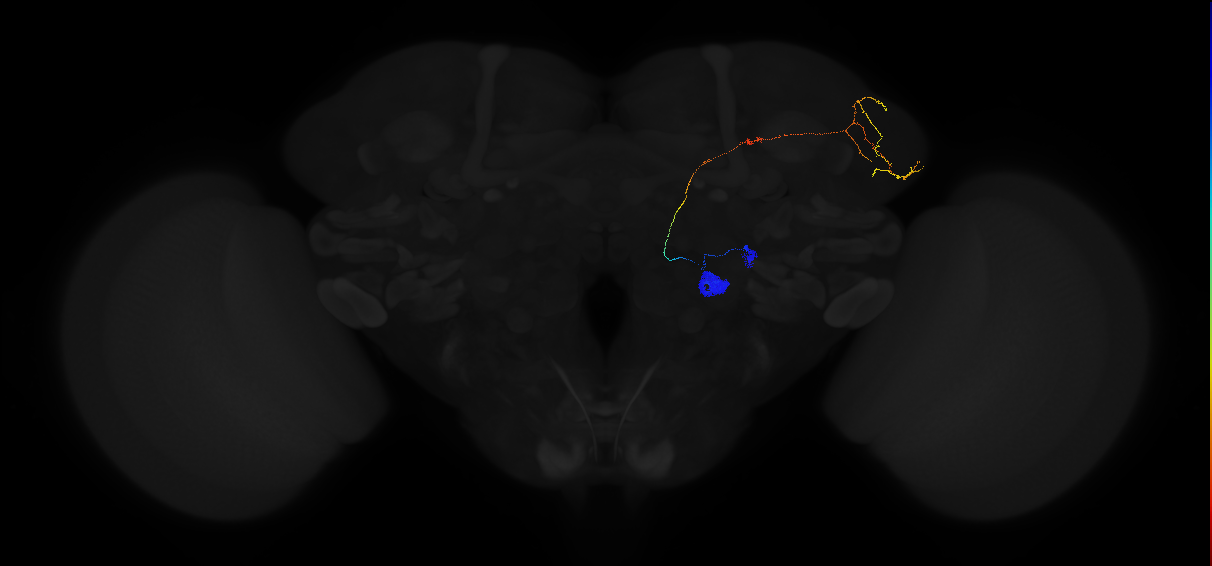 adult antennal lobe projection neuron VA5 lPN