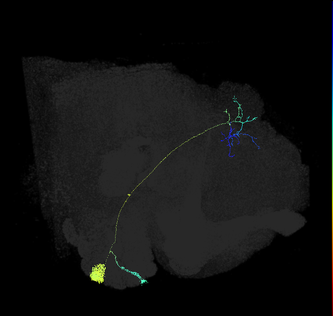 VA7m_lPN_R (FlyEM-HB:5813050729)