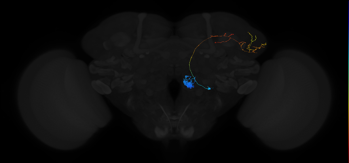 adult antennal lobe projection neuron VC3m lvPN