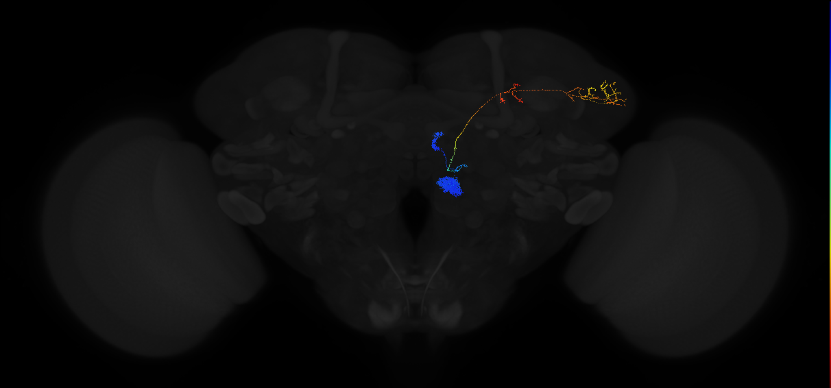 adult antennal lobe projection neuron VC4 adPN