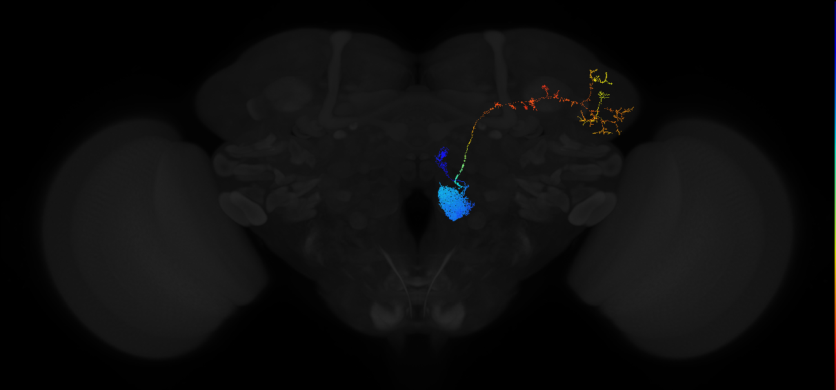 adult antennal lobe projection neuron VC5 adPN