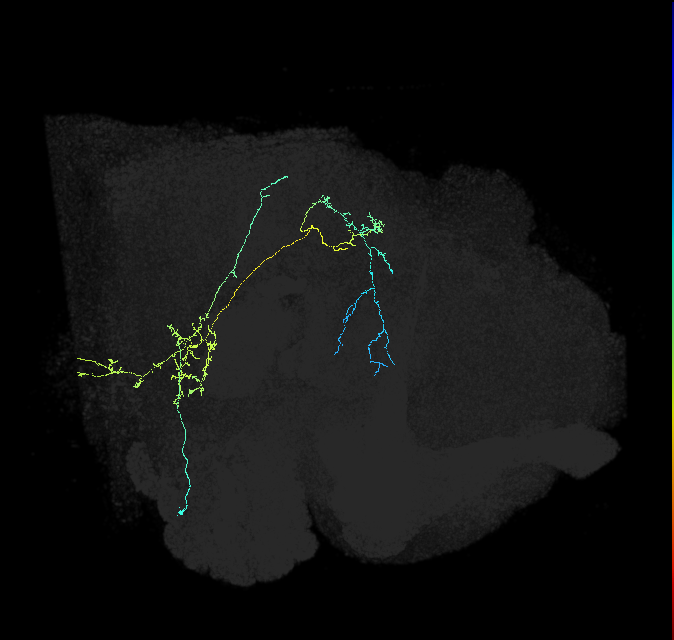 VES033_R (FlyEM-HB:1259236113)