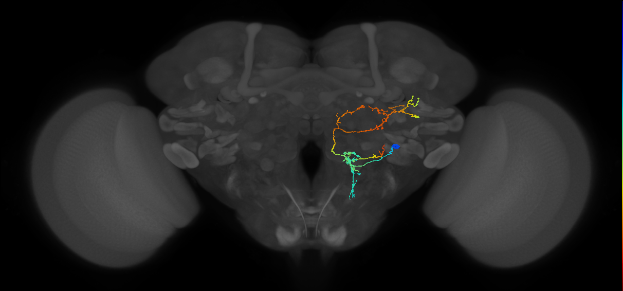 VES033_R (FlyEM-HB:1259236113)