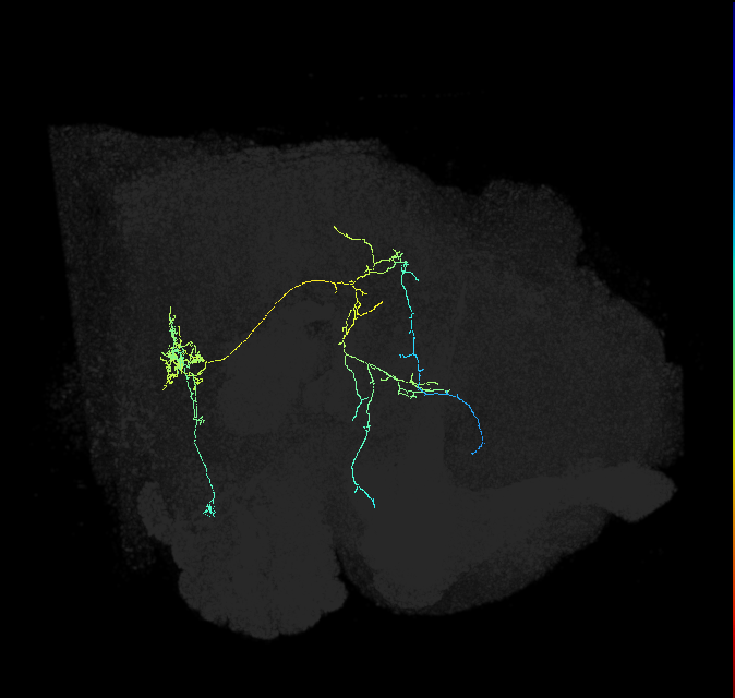 VES038_R (FlyEM-HB:2219698263)