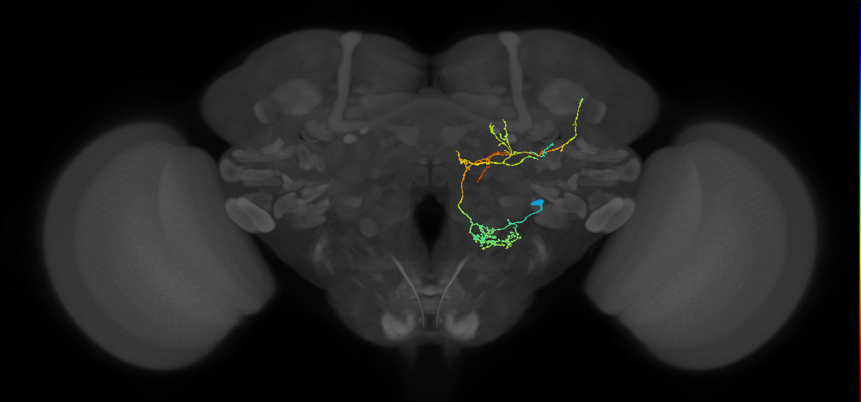 VES038_R (FlyEM-HB:2219698263)