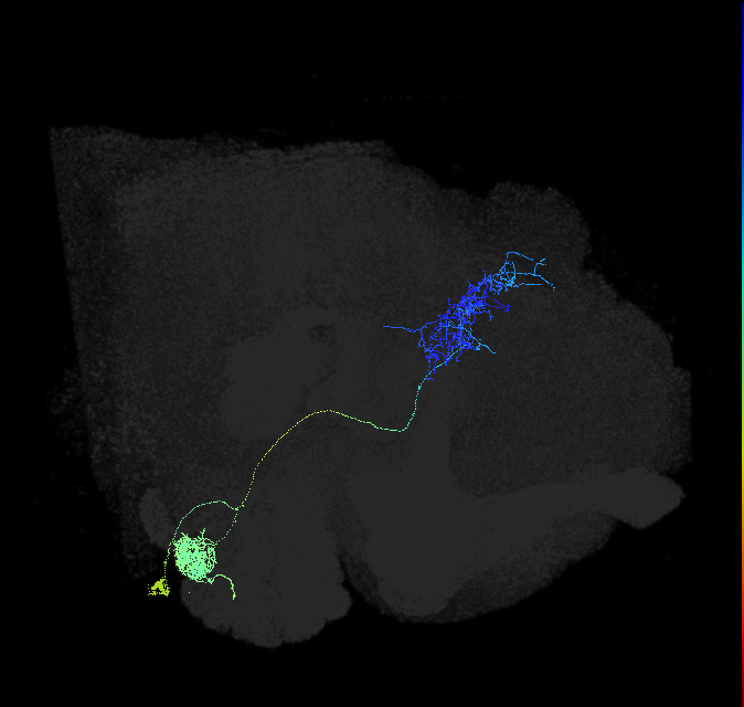 adult antennal lobe projection neuron VL1 vPN