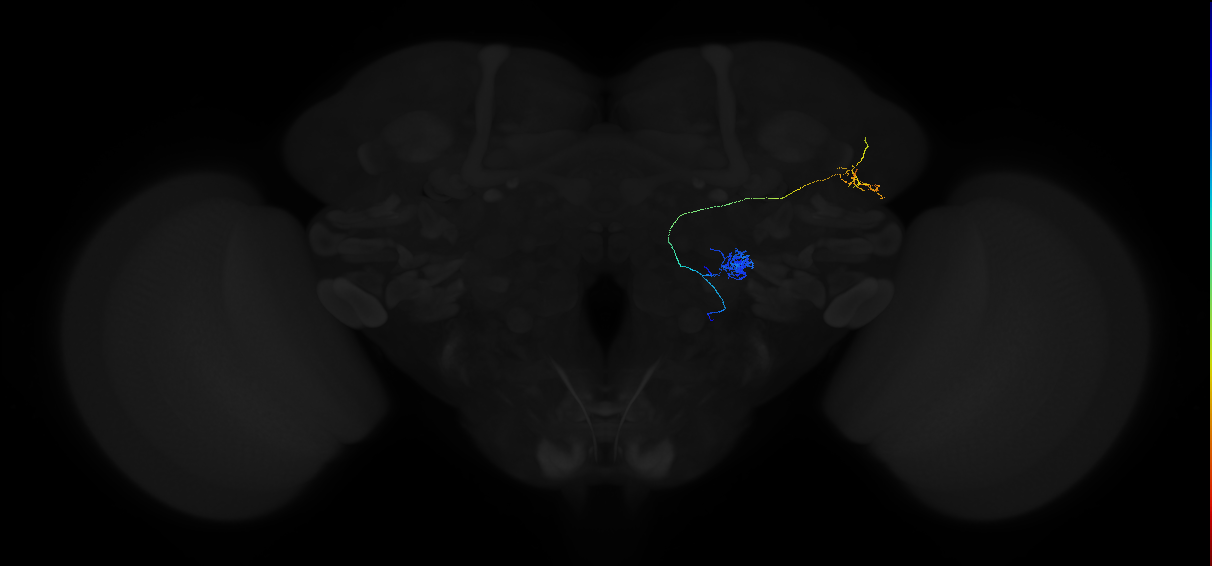 adult antennal lobe projection neuron VL2a vPN
