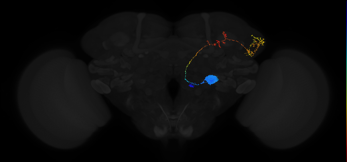 adult antennal lobe projection neuron VL2p adPN