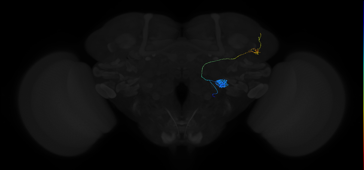 adult antennal lobe projection neuron VL2p vPN