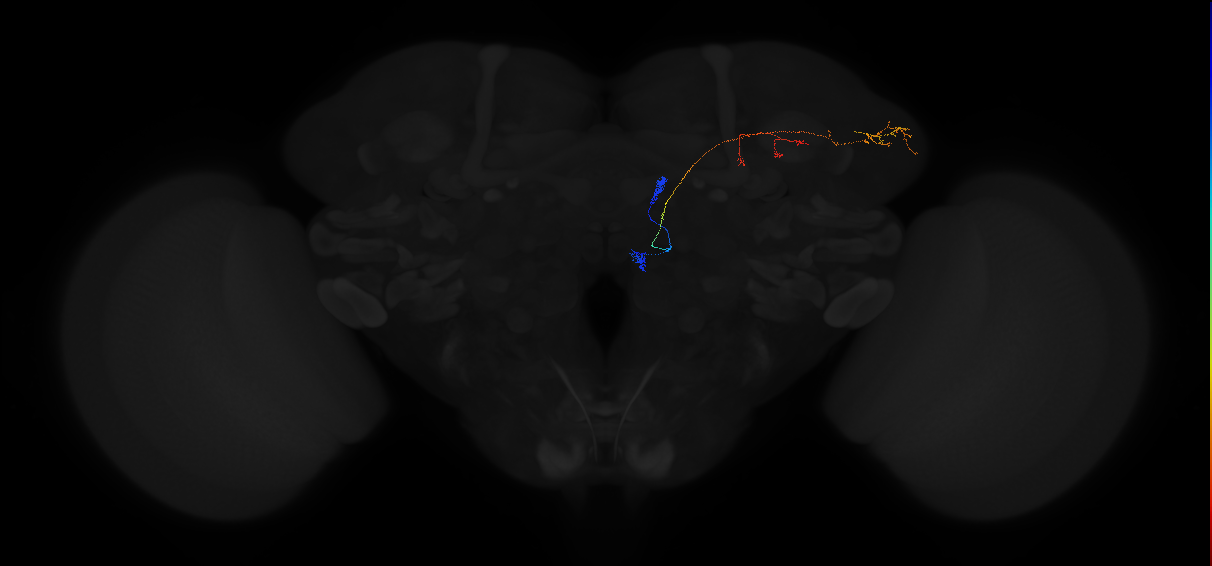 adult antennal lobe projection neuron VM2 adPN
